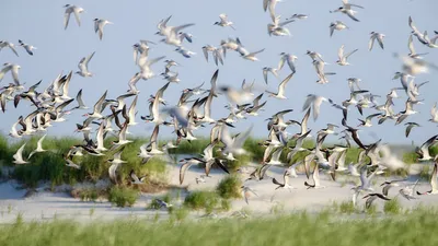 Обратный путь: 40 поразительных фото перелетных птиц | Перелетные птицы  Фото №532415 скачать