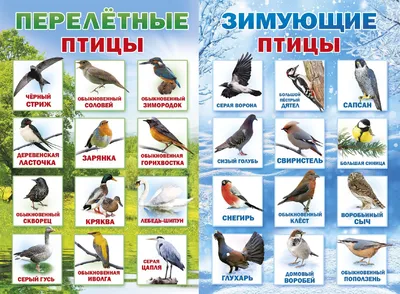 Перелетных и зимующих птиц