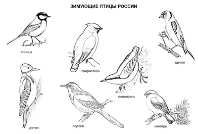 Зимующие и перелетные птицы