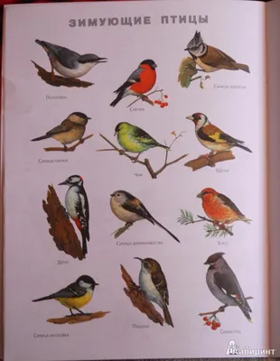 Картинки перелетных птиц для детей - 54 фото
