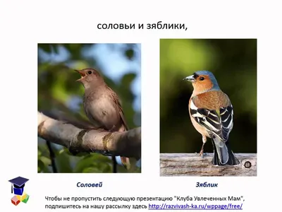 Птицы беларуси картинки - 70 фото