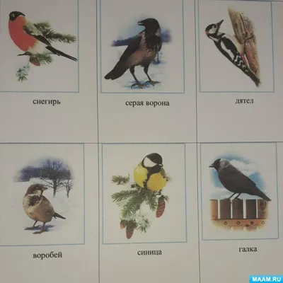 ТЕСТ: Хорошо ли вы знаете перелётных птиц? - Телеканал «О!»