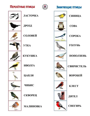 Развитие речи: «Зимующие птицы» («Перелетные птицы» – повторение) Учи