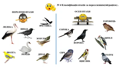 № 4 Класифікація птахів за переселенням(міграцією) . ПЕРЕЛІТНІ ПТАХИ ОСІЛІ  ПТАХИ ЩИГЛИК СИЧ СОРОКА ВОРОНА ГОРОБЕЦЬ ДЯТЕЛ ГОЛУБ ЛАС… | Animal posters,  Animals, Birds