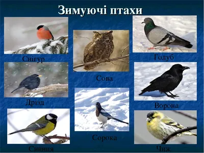 Дидактична гра \"Перелітні та зимуючі птахи\" | . Дидактичні матеріали