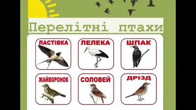 Toys Dytpsyholog - 👉 Ціна: 95 грн ‼️ Гра на липучках «Перелітні птахи»  познайомить дітей з птахами, які здійснюють сезонні переміщення між місцями  гніздування і місцями зимівлі. Суть гри: потрібно правильно підібрати