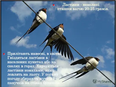 Комплект карток Птахи перелітні Світ поздоровлень Км.-090 13 х 23,5 см –  фото, відгуки, характеристики в інтернет-магазині ROZETKA від продавця:  Імперія Радості | Купити в Україні: Києві, Харкові, Дніпрі, Одесі,  Запоріжжі, Львові