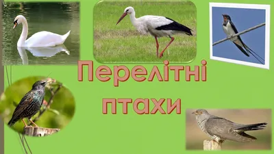 Розмальовки для дітей «Перелітні птахи» роздрукувати (33 фото) –  Роздрукувати Безкоштовно