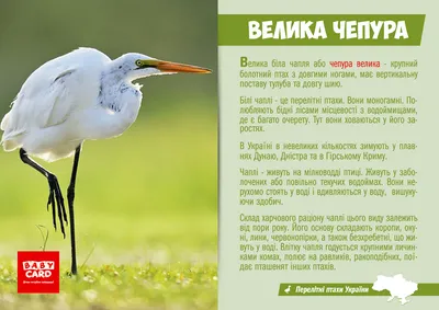 Зозуля звичайна (Cuculus canorus) :: Пернаті друзі, птахи України,  орнітологія ::
