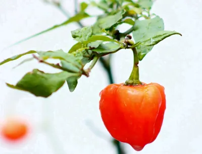 Перец чили (сушеный в стручках) – купить красный острый перец в Москве по  доступной цене в интернет-магазине Torrefacto