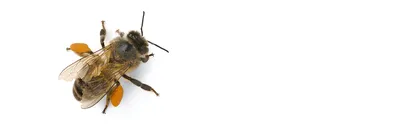 Перга Предгорья Белухи с горным натуральным медом разнотравье 140 г купить  по цене 501 ₽ в интернет-магазине Детский мир