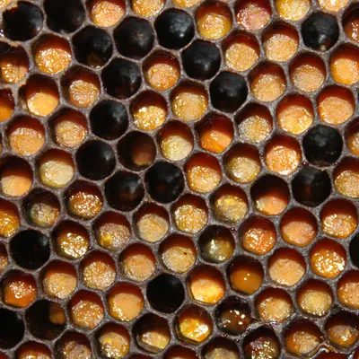 Купить пергу пчелиную сухую, гранулированную с мёдом Магазин Этно-Мёд