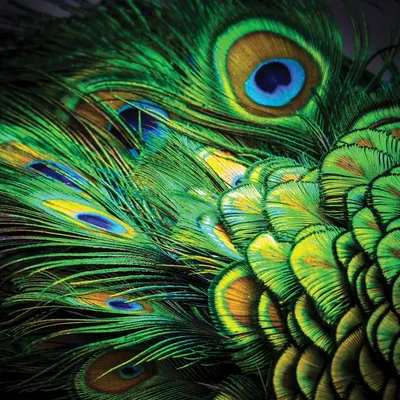 Натуральные перья павлина, 10 шт | AliExpress