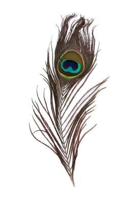Натуральное перо павлина 40-45см, 1шт (ID#1102709849), цена: 30 ₴, купить  на Prom.ua