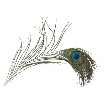 Зеленое перо павлина картинки PNG , Peacockfer Clipart, по моему телу,  клипарт PNG картинки и пнг PSD рисунок для бесплатной загрузки