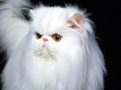 Белый персидский кот сидит на белом фоне Обои Изображение для бесплатной  загрузки - Pngtree