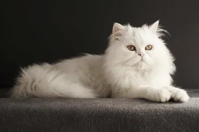 Белый Персидский Кот — стоковые фотографии и другие картинки Белый - Белый,  Персидская кошка, Без людей - iStock