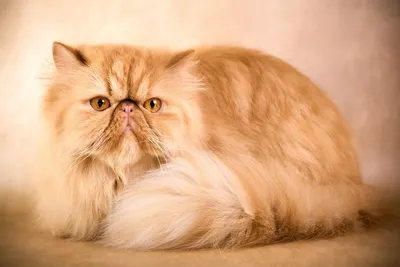 персидский кот стоковое фото. изображение насчитывающей пушисто - 84311430