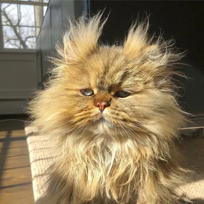 Кот с гипертрихозом прославился благодаря длинной густой шерсти - смешные  фото