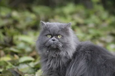 Милый персидский кот дома :: Стоковая фотография :: Pixel-Shot Studio
