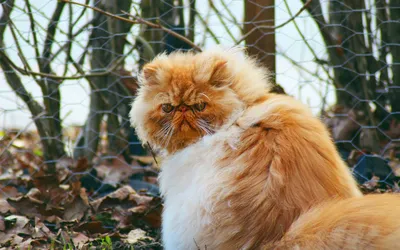 Персидский кот, который выглядит так, будто не выпил утренний кофе