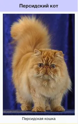 Красивые Персидский Кот На Выставке Кошек Фотография, картинки, изображения  и сток-фотография без роялти. Image 72289009