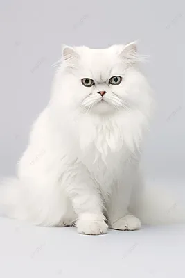 Персидский кот стоковое фото. изображение насчитывающей желтый - 33189148