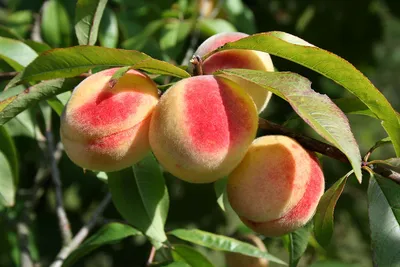 Персик (фрукт) — Википедия