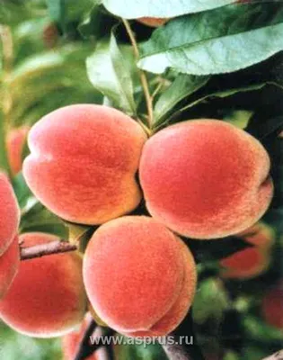Зимостойкий и сочный. В Беларуси создали первый отечественный сорт персика  | Щучинская районная газета Дзяннiца