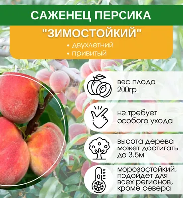 Выращиваем персик правильно! | GreenMarket