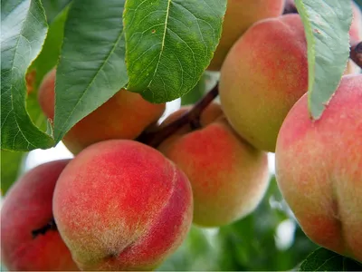 Отдельные плоды персика в различных уголках Стоковое Изображение -  изображение насчитывающей вне, еда: 201688045