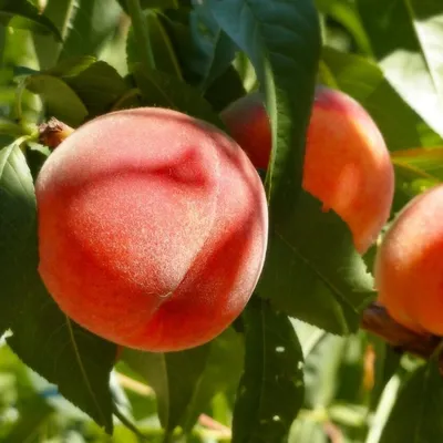 Ранние сорта персика: характеристики и описание ранних крупных сортов  персика | Agro-Market