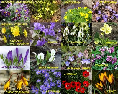 Весенние цветы первоцветы (78 фото) - 78 фото