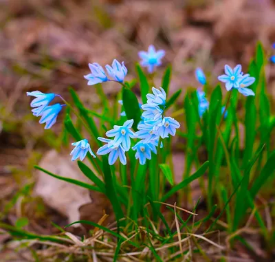 Весна во всей красе: первоцветы распустились в Ставрополе - Stavropol.Media
