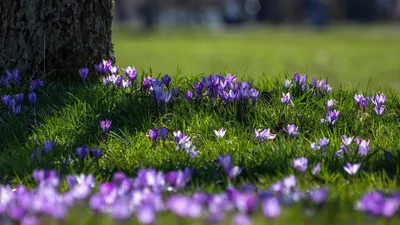 Весна пришла: первые цветы после зимней спячки сняли на видео в Краснодаре