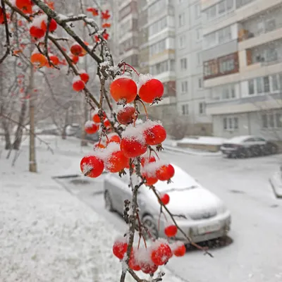 Первый снег: публикуем фоторепортаж с улиц Тулы и видео с камер онлайн -  Новости Тулы и области - 1tulatv