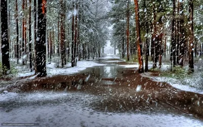 Первый снег пошёл, первый снег на…» — создано в Шедевруме