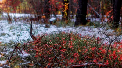 Осень первый снег (58 фото) - 58 фото