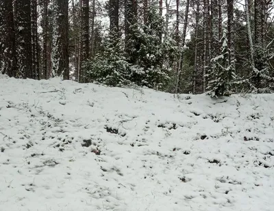 Первый снег на кустах, лучшее …» — создано в Шедевруме