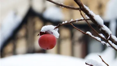 01_пейзажи, зима, снег, природа, зимние обои, дерево | Flickr
