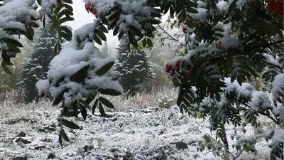 Файл:Первый снег (Шишкин).jpg — Википедия