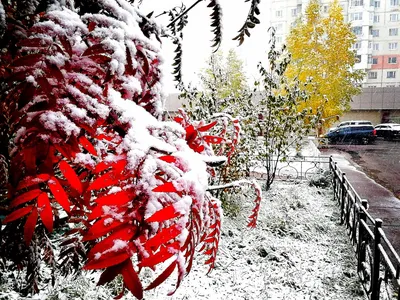 Осень первый снег обои - фото и картинки: 73 штук