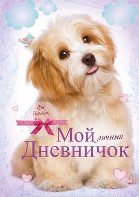Собака Песик найдена в Мысках, Кемеровская обл. | Pet911.ru