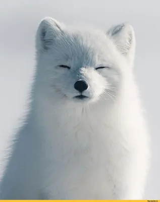 песец :: Лиса :: snow :: animals :: fox :: снег :: живность :: fandoms ::  фэндомы / картинки, гифки, прикольные комиксы, интересные статьи по теме.