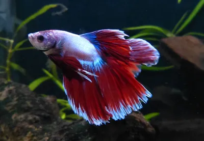 Петушок Халф Мун (Betta splendens Over Halfmoon) | Интернет магазин ГиперЗоо