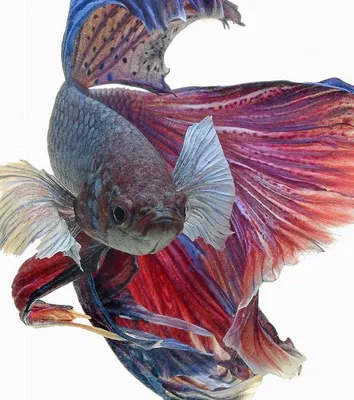 Петушок халфмун синий - Betta splendens (самец)