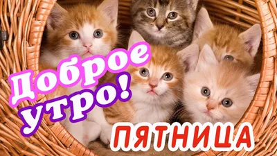 Доброе утро, сегодня пятница!!! Позитива на весь день🌸 Завтра выходной) |  ВКонтакте