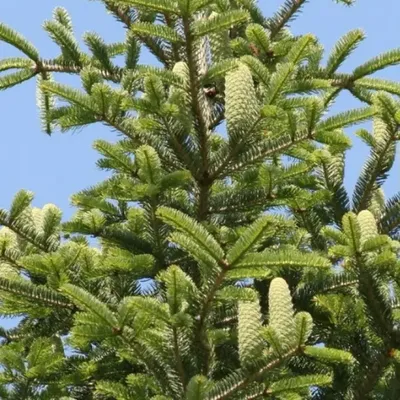 Пихта цельнолистная Abies holophylla Maxim.