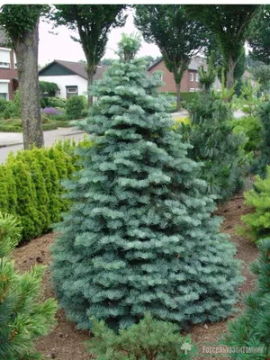 Пихта сибирская (Abies sibirica)