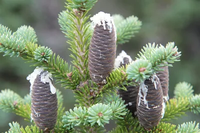 Пихта испанская (Abies pinsapo) — НКО \"NORD-NUC\"